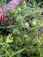/album/from-the-allotment-to-plate/east-hertfordshire-20110811-00024-jpg/